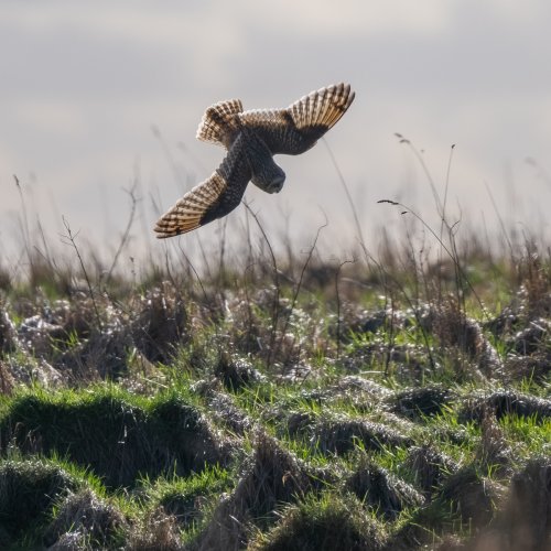 The Dive (Short-Eared Owl)