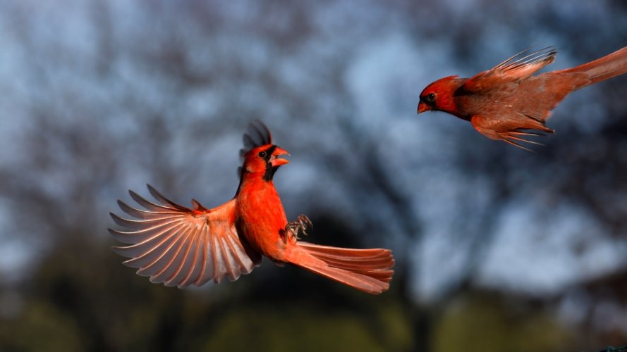 It's springtime, and the male cardinals are getting aggressive.