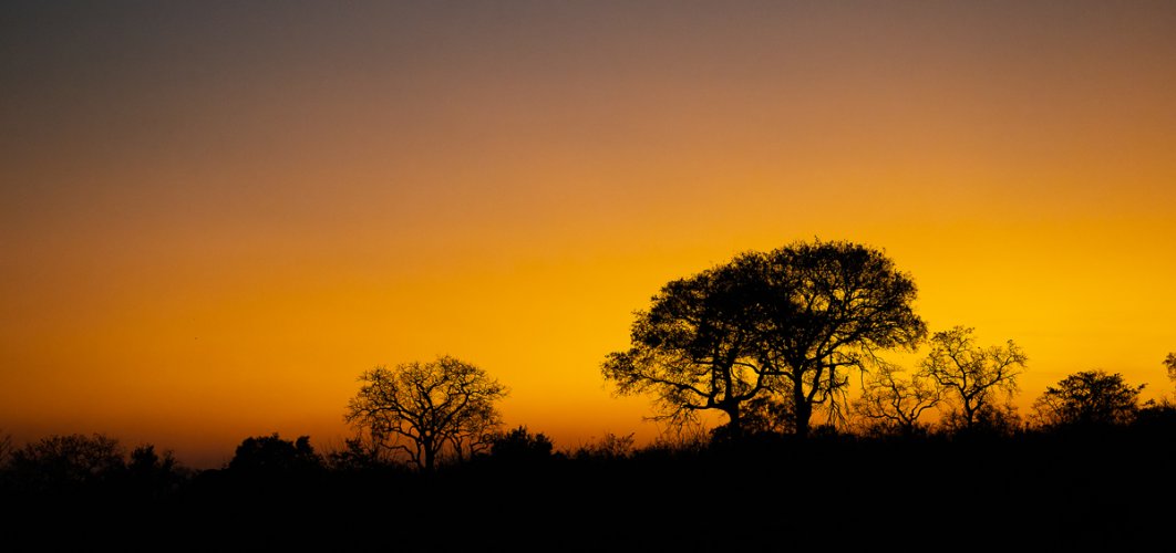 African Silhouetted Sunset