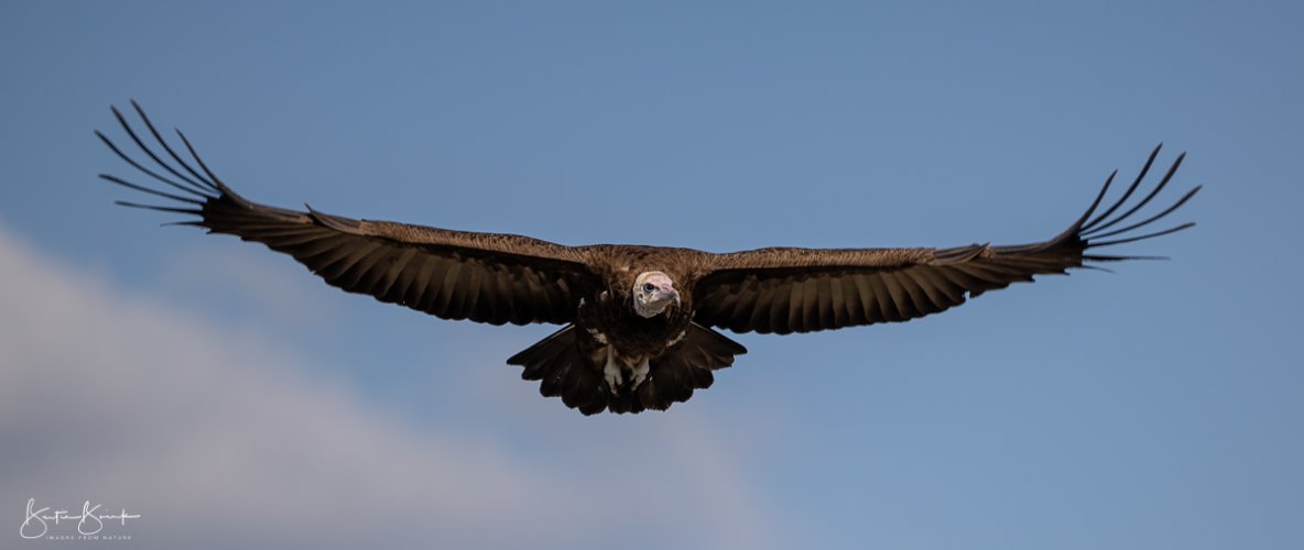 Critically Endangered Hooded Vulture