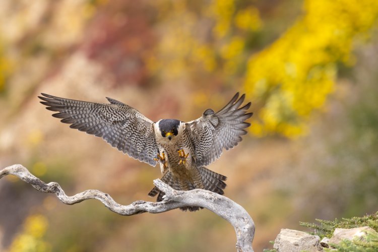 Peregrine Falcon Landing