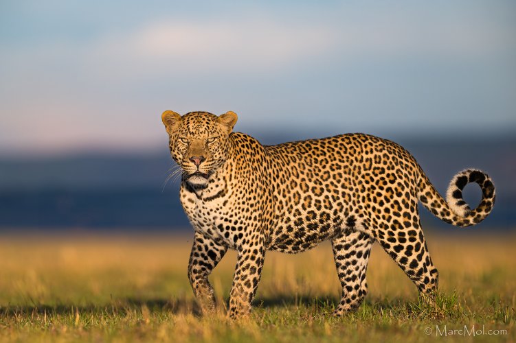 The wonderful world of African Leopards, and why they are my favorite predator.