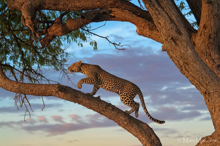 The wonderful world of African Leopards, and why they are my favorite predator.