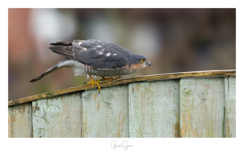The Stealthy Approach - Sparrowhawk