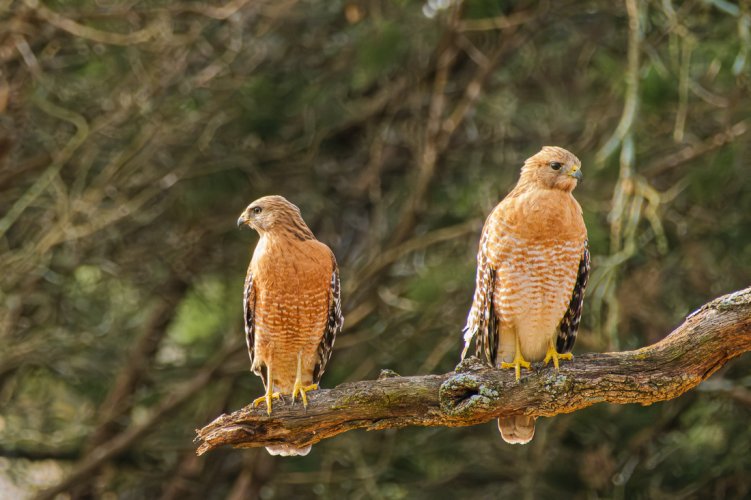 Red-shouldered pair