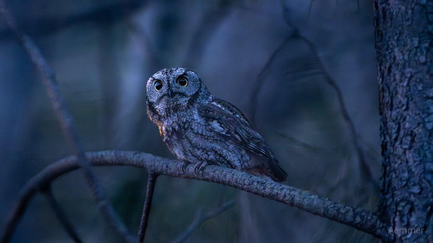 Western Screech Owl after dark