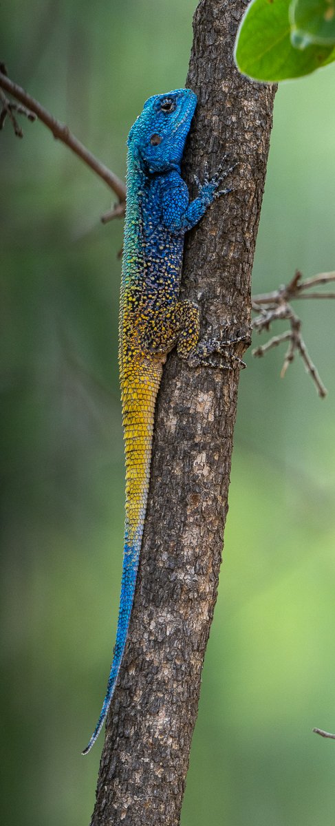 Blue-headed Agama