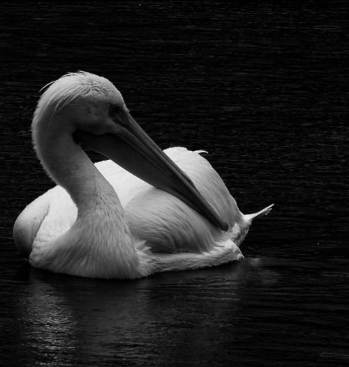 Pelican in a storm (literally); Nikon P1000