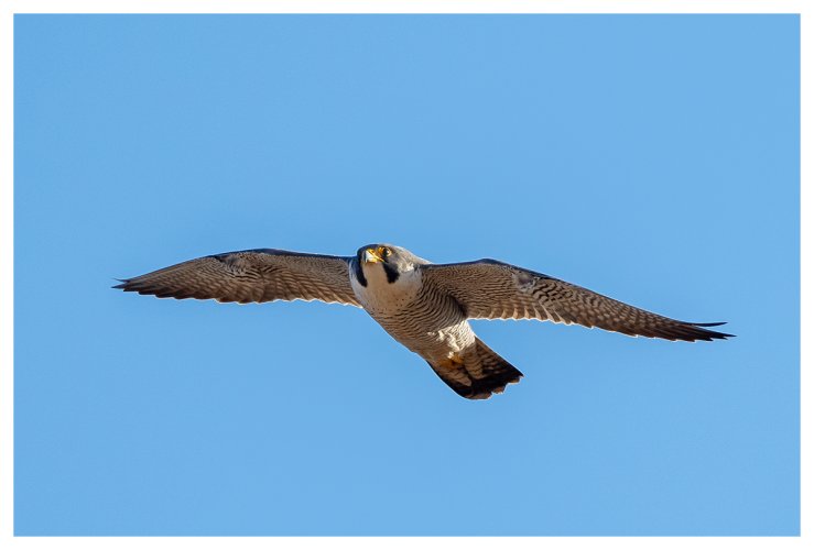 My first Peregrine