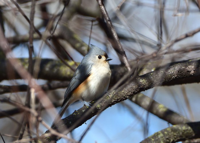 Tufted titmouse & Ruby-crowned kinglet