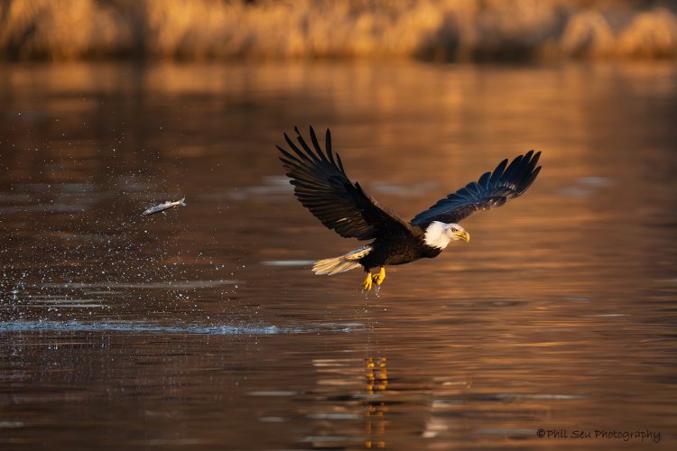 Bald eagle fishing