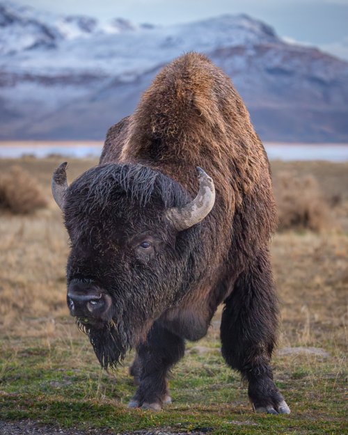 American Bison and details