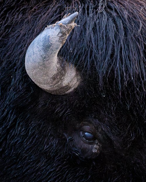 American Bison and details