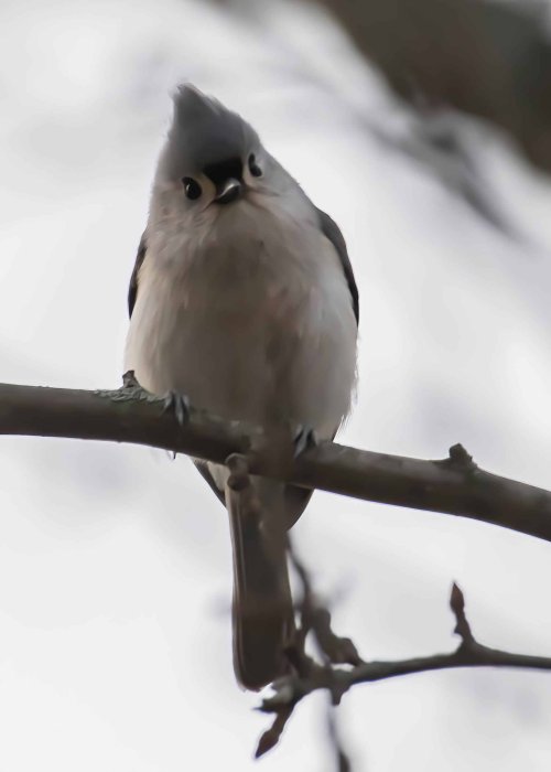 Just the cutest Tufted titmouse