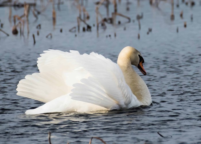 Just showing off. A beautiful Mute swan.