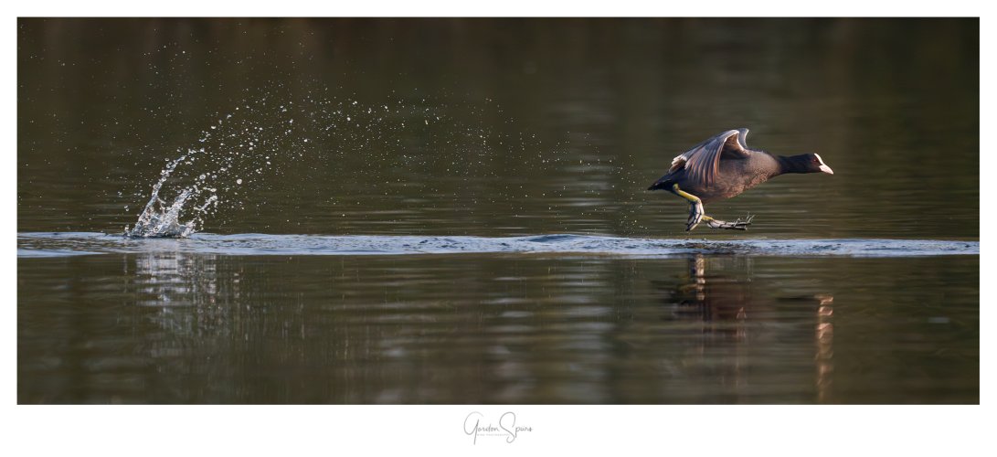 A Splash And Dash - The Coot