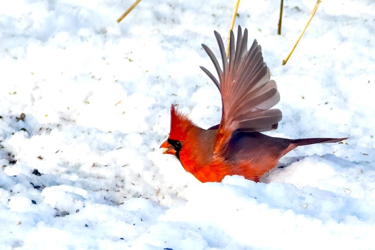 Cardinal jumping after some seeds.
