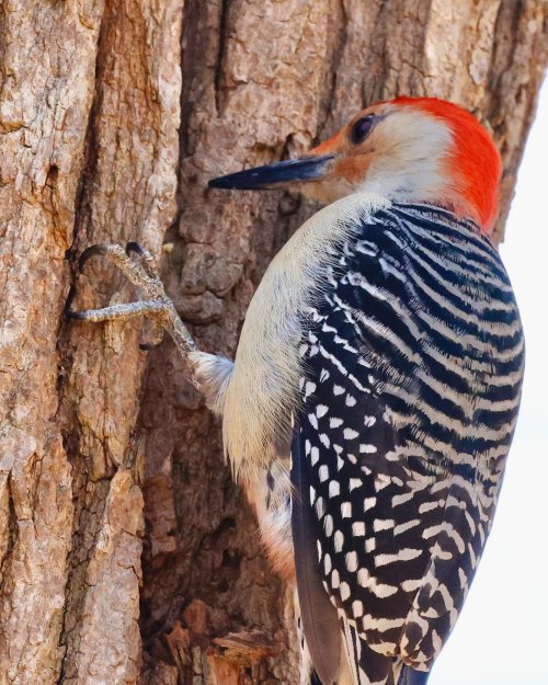 Amazing nature - woodpecker feet