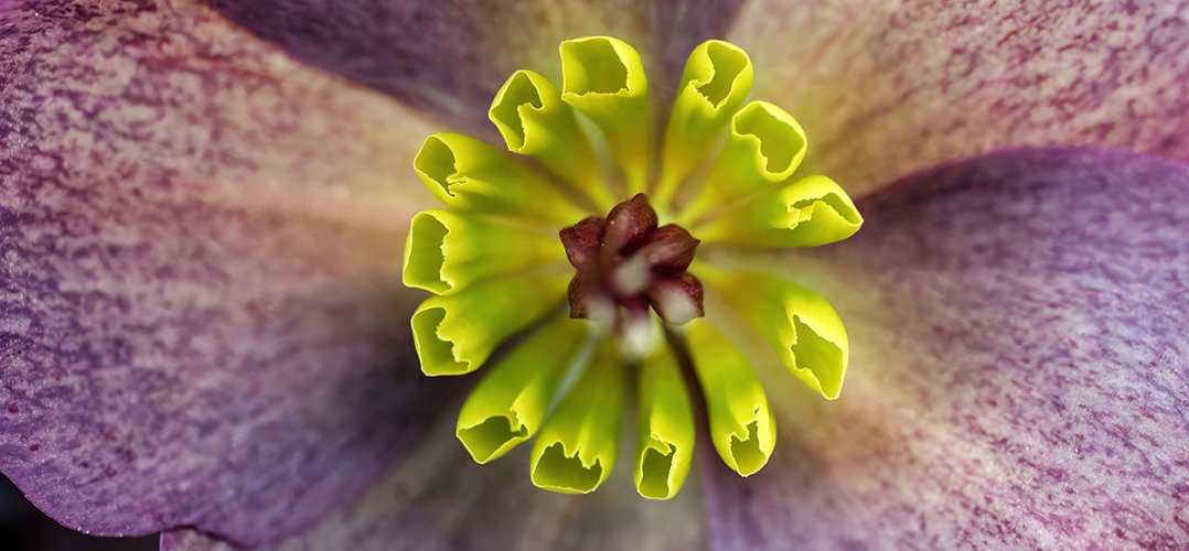 Purple Hellebore