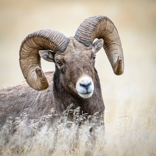 Bighorn Sheep Ram Portrait - Old Yellowstone Trail - 2023