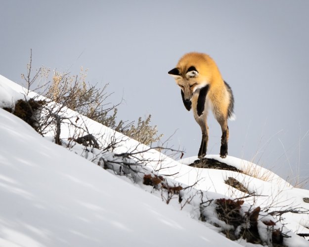 Fox Hunting a Vole - The Leap - Yellowstone National Park - 2024