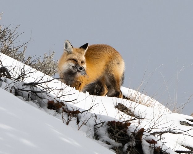 Fox Hunting a Vole - The Prey - Yellowstone National Park - 2024