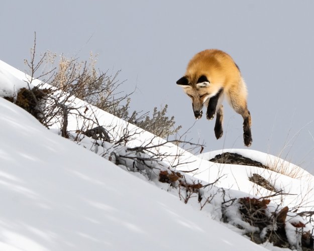 Fox Hunting - The Pounce - Yellowstone National Park - 2024