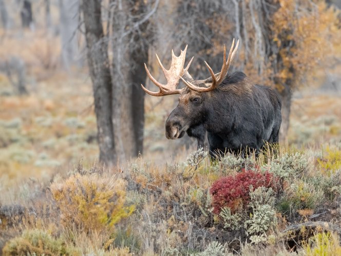 Grand Teton National Park - Bull Moose in Meadow - September 2023