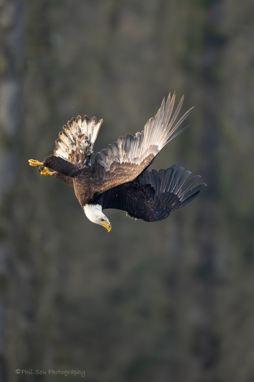 Bald eagles active flight
