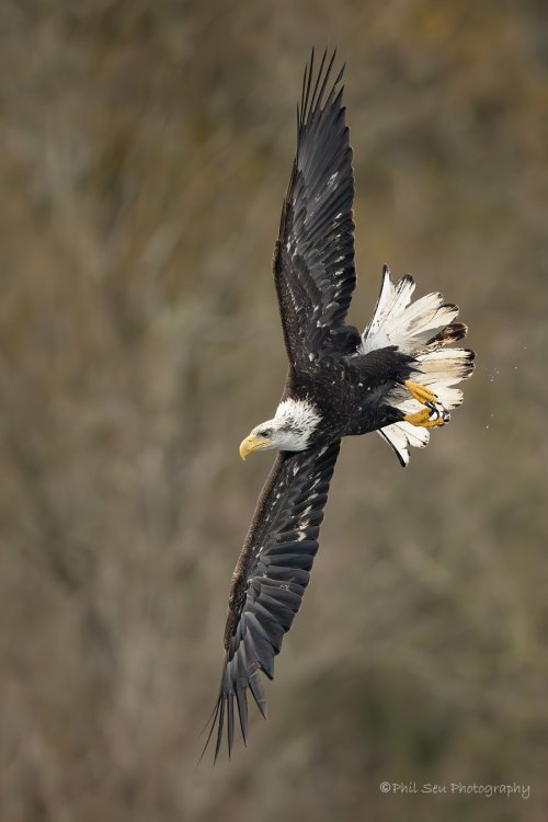 Bald eagles active flight