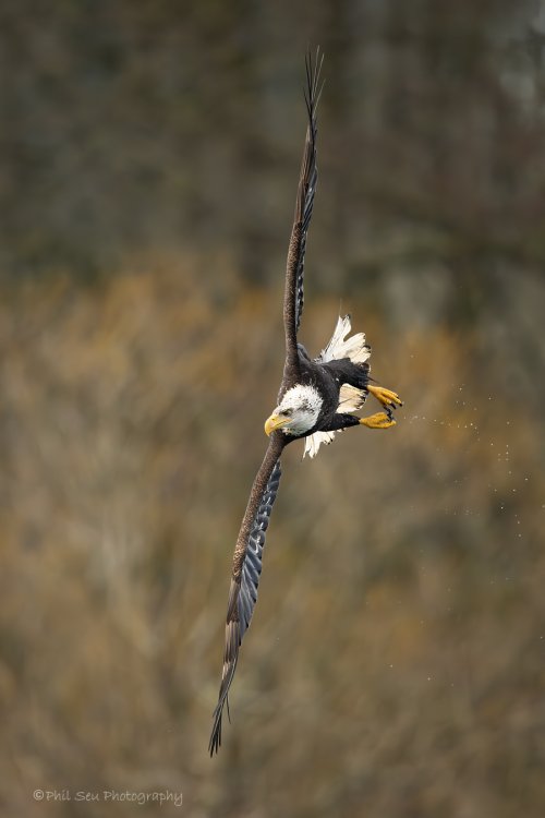 Bald eagles active flight