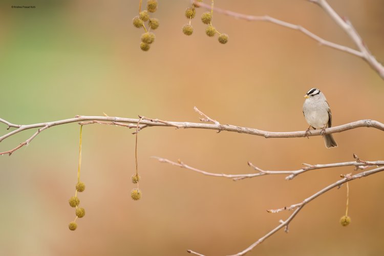 White Crown Sparrow in Fall Colors