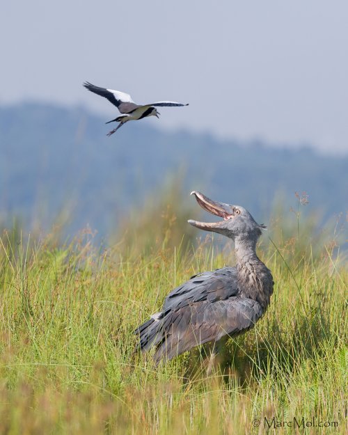 Long-toed Lapwing harassing an African Shoebill !!