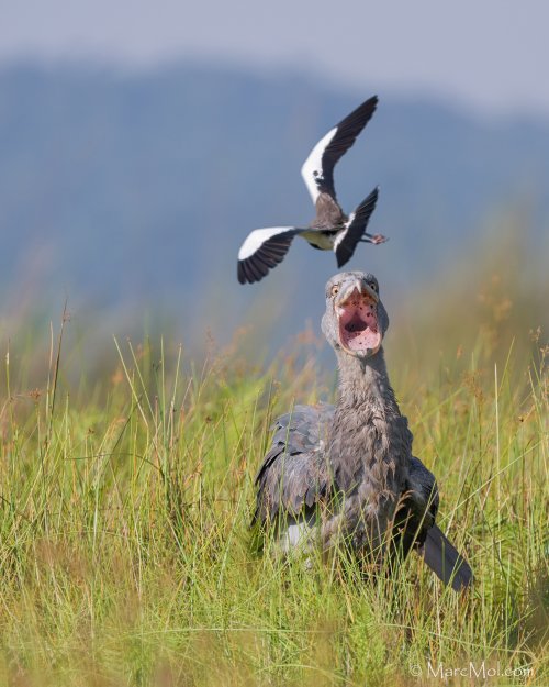 Long-toed Lapwing harassing an African Shoebill !!