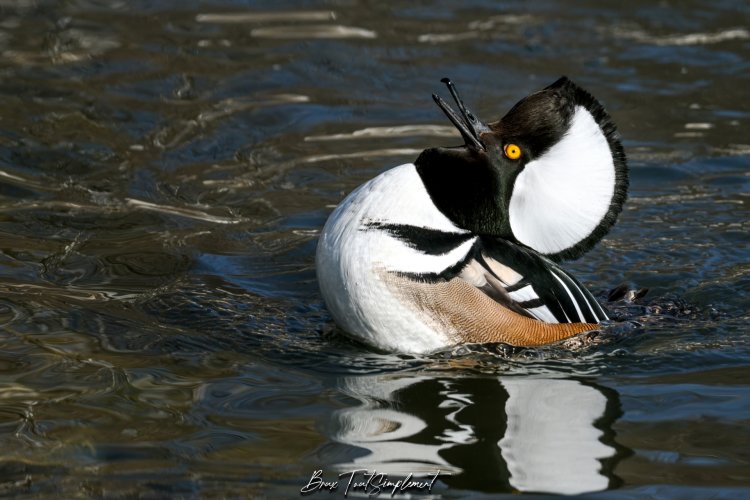 Hooded Merganser