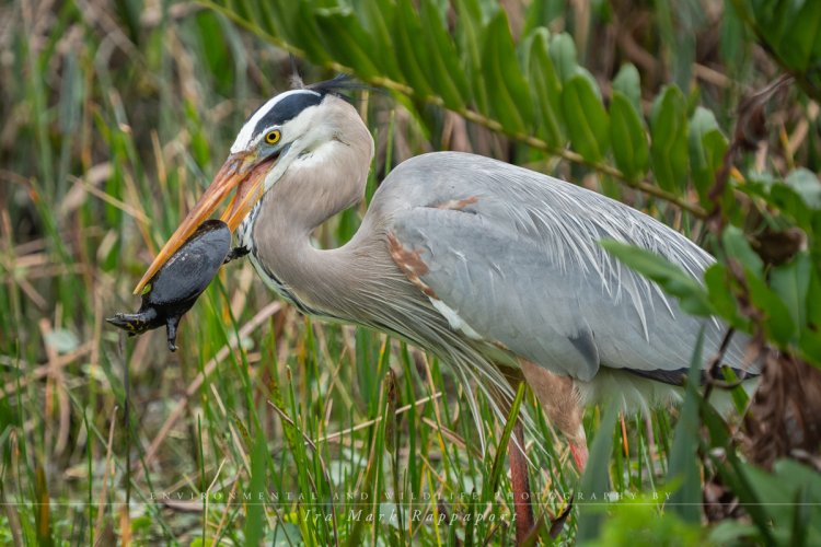 Great Blue Heron with its catch