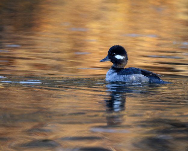 Female Bufflehead