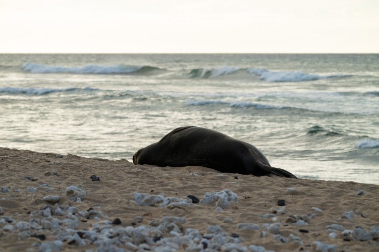 waimanu on the beach