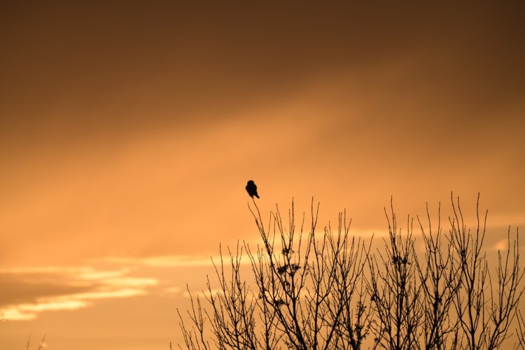 hawk owl,Sax-Zim bog