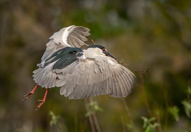 Black Crowned Night Heron carrying material for the nest