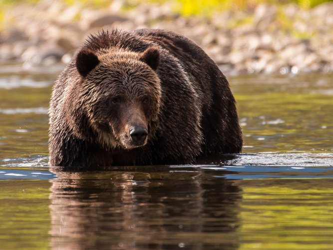 Grizzly photos from last fall