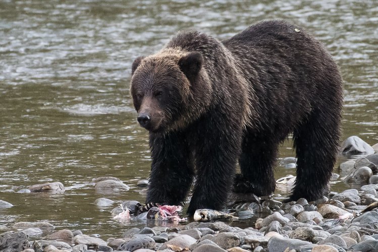 Grizzly photos from last fall