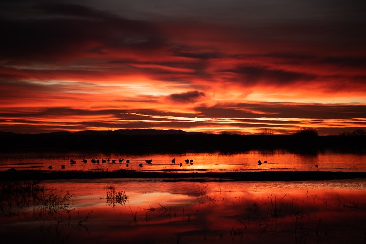A couple of images from Bosque del Apache, NM