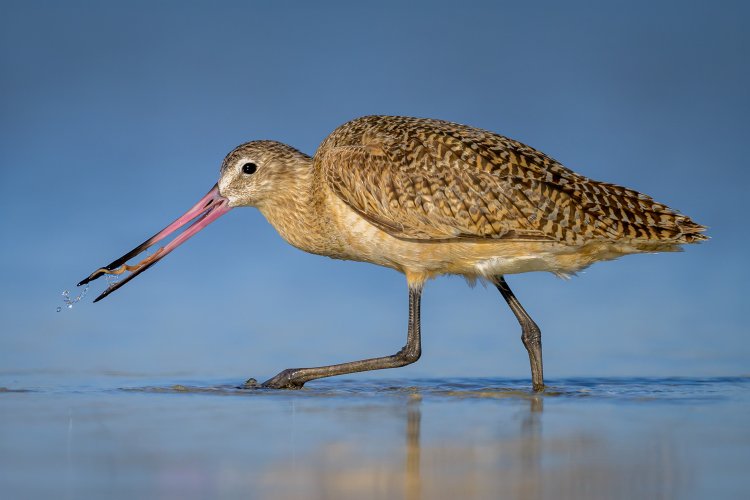 Marbled Godwit Grabs a Bite to Eat