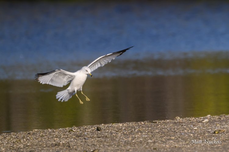Ring-billed Gull landing (in B&W)