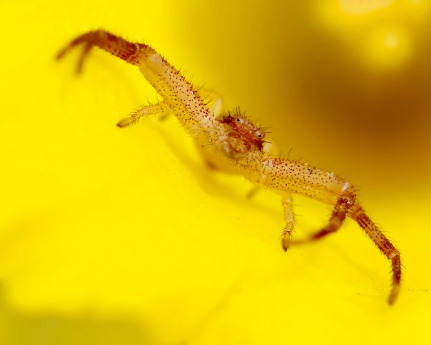 Crab Spider - death in the daffodils