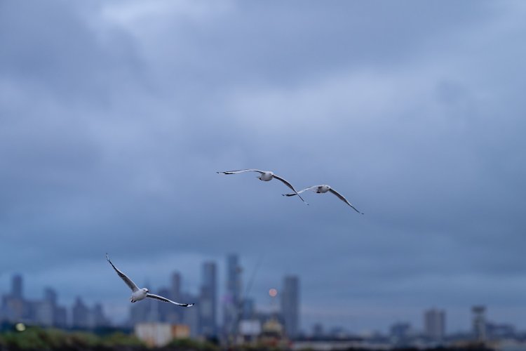 Silver Gull of Melbourne, Australia