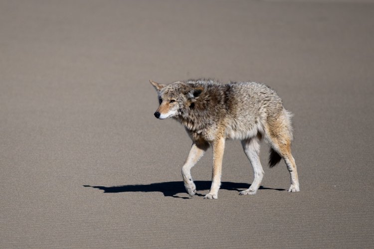 A Coyote takes a day off at the beach!