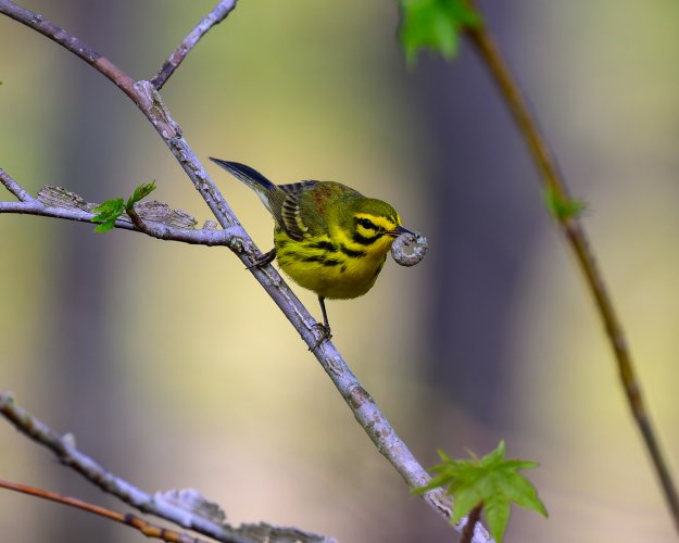 Prairie Warbler