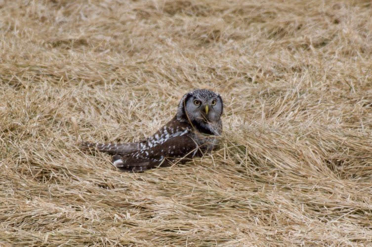 hawk owl,Sax-Zim bog